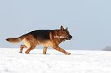 BERGER ALLEMAND 438
